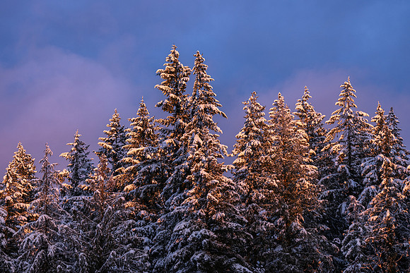 Snow Day