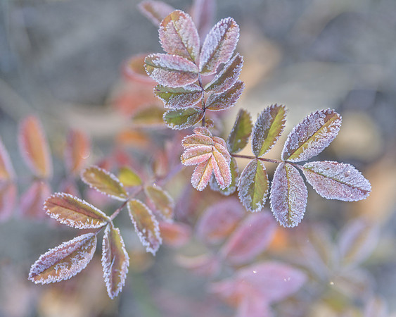 Fallfrost