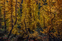 Larch Light