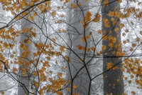 Among the Leaves