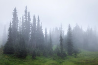 Cloud Forest